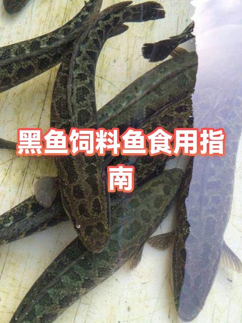 鱼炸了之后放了几天还能吃吗截图