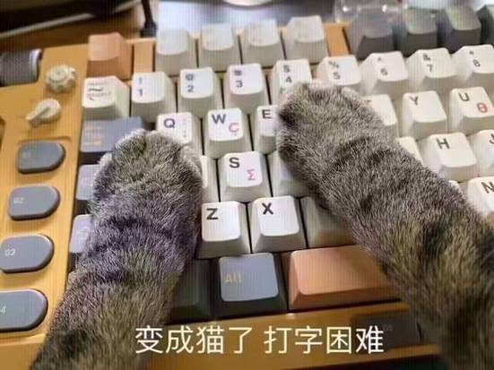 刺猬猫作者中心
