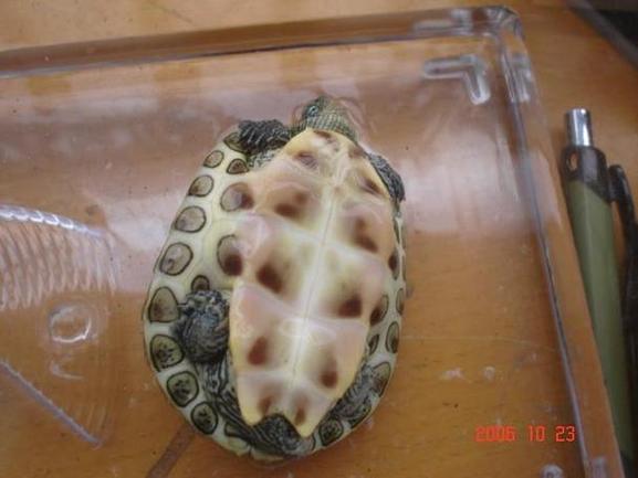 花龟深水养还是浅水养