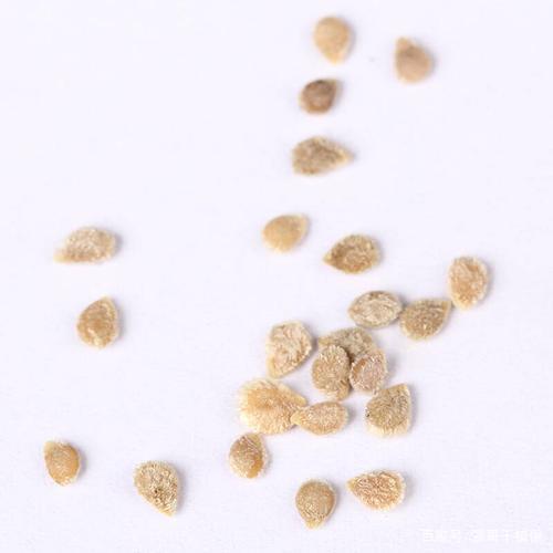番茄的种子是什么样的游戏截图