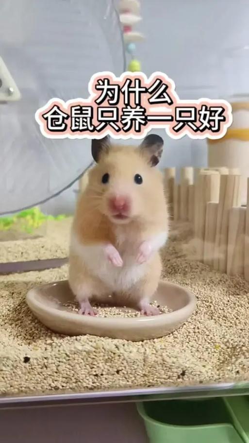 养仓鼠有什么好处截图