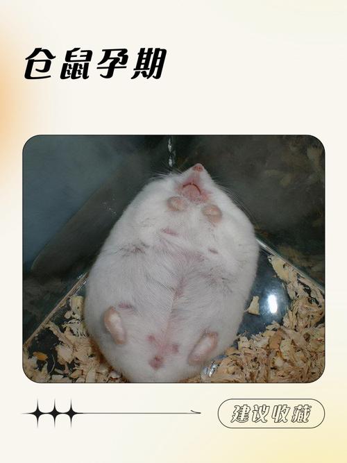 仓鼠孕期多少天游戏截图