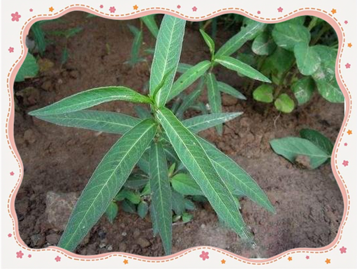 酸溜溜ABB式