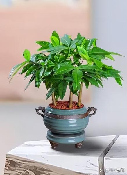 发财树桩子烂了怎么补救截图