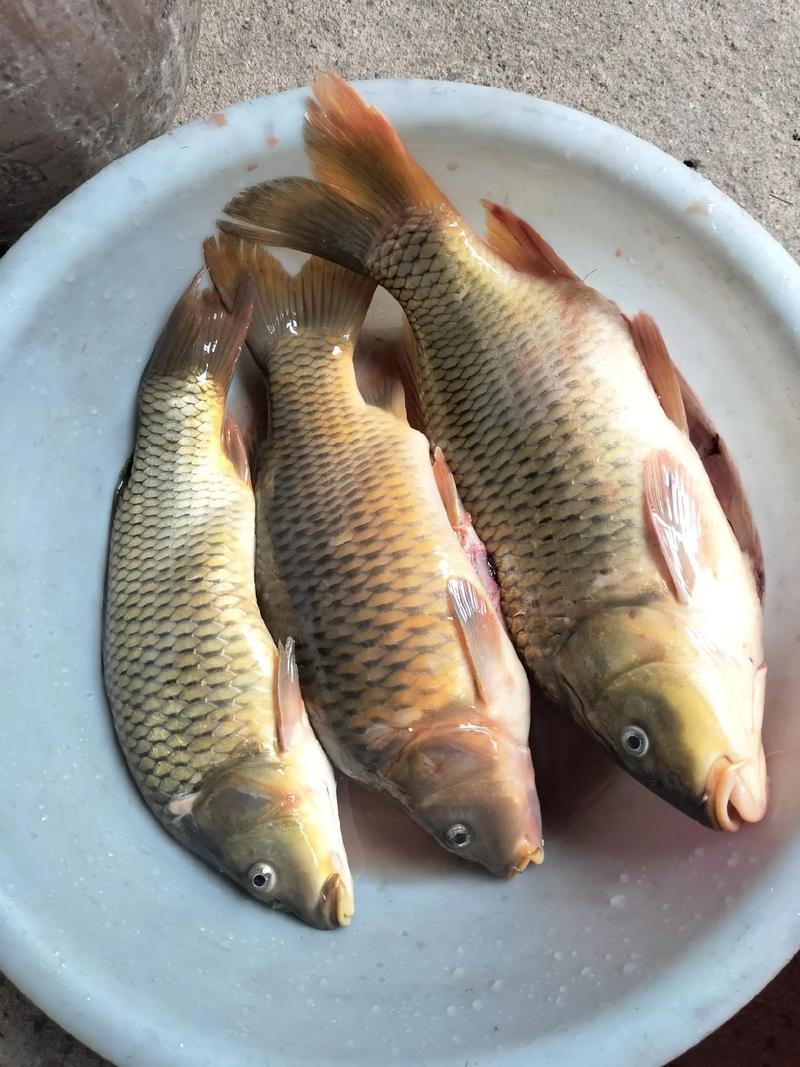鲤鱼ace解说你好邻居躲猫猫3