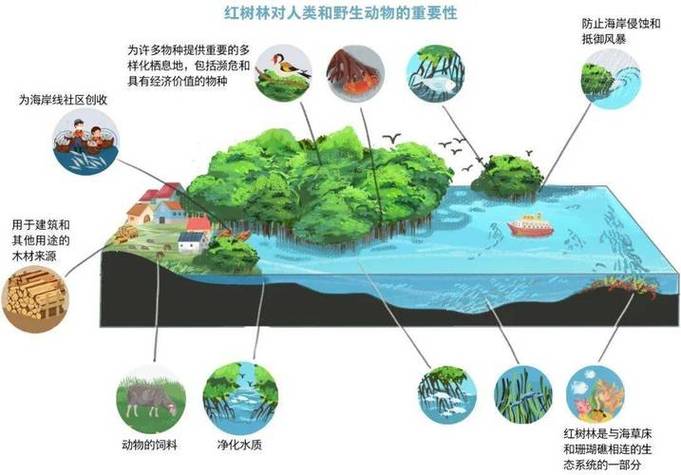 何为生态系统缩略图