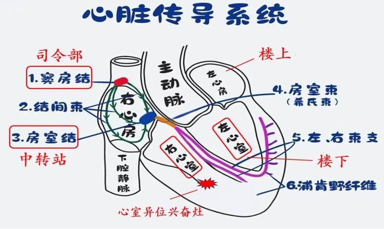 心脏早搏最怕什么