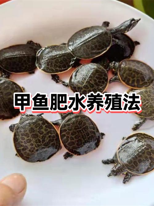甲鱼会被水淹死吗截图
