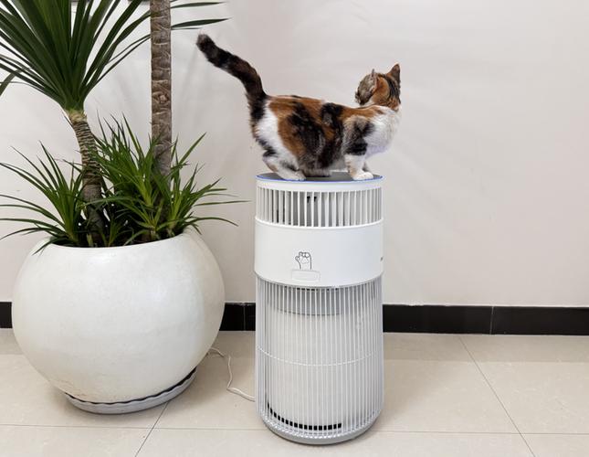 猫咪肚子里有猫毛怎么处理截图