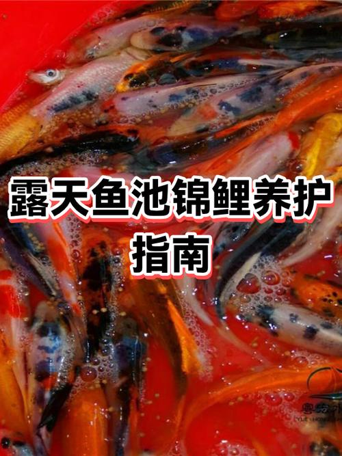 锦鲤养水的正确方法游戏截图