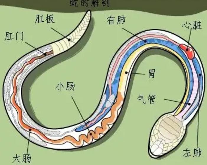 蛇屁股在哪个位置图片缩略图