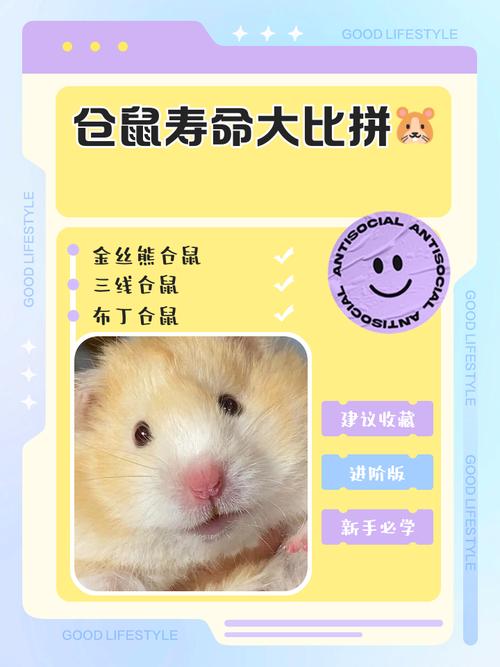 仓鼠的寿命可以活多少年缩略图