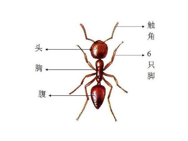 蚂蚁森林15g能量干了啥缩略图