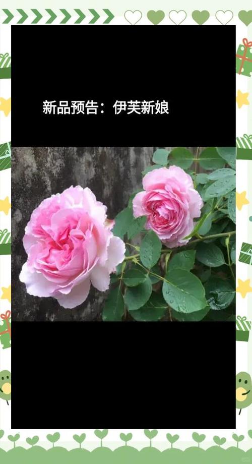 伊芙月季