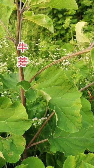 牛蒡appios