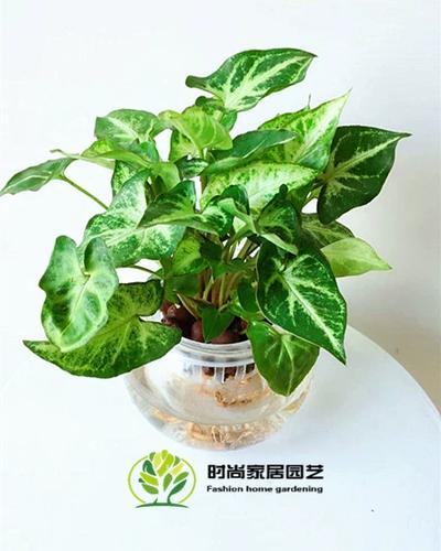 森林2
