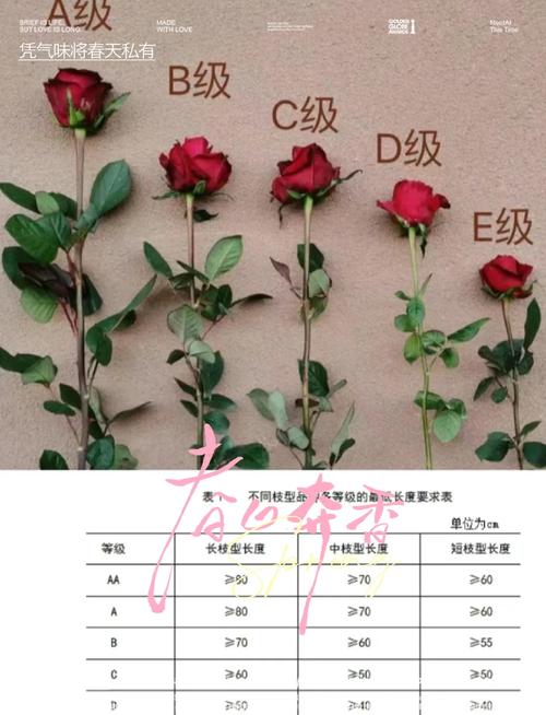 若玫属于什么档次截图