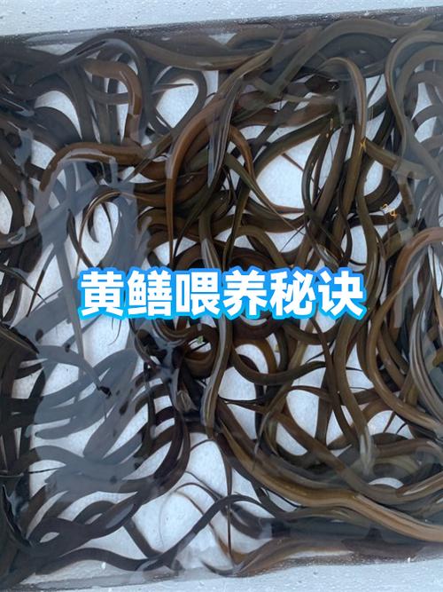 养黄鳝最简单方法游戏截图