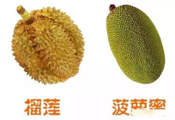 菠萝蜜