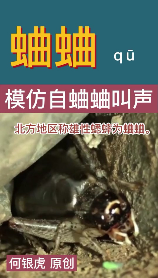 蛐蛐叫预示着什么
