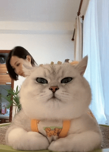 抢购猫是真的还是假的截图
