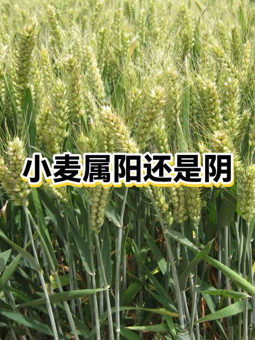 绿色属阴还是属阳游戏截图