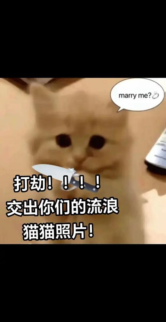 圣火喵喵教小说出处截图