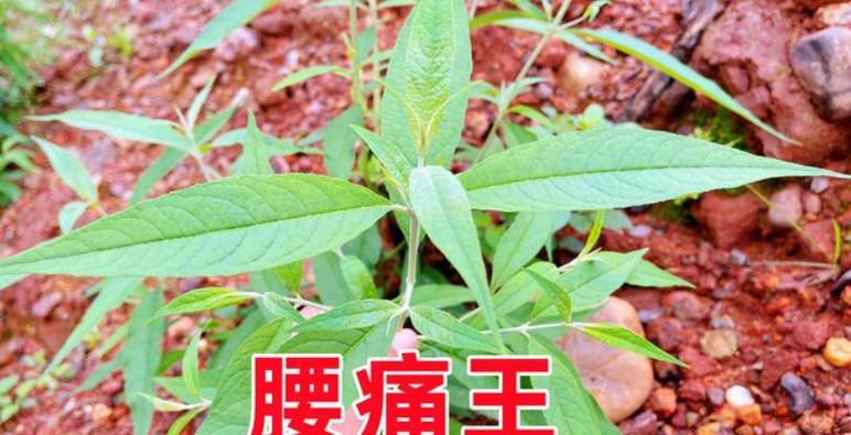 铁打将军中药功效作用截图