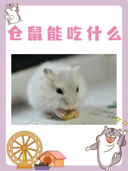 仓鼠不吃饭能活几天缩略图