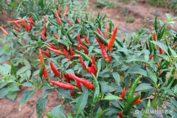 世界里的小米椒控制铁柱的大脑截图