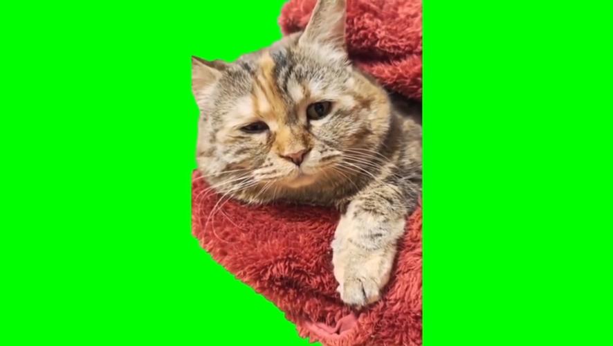 猫声有声小说在线听截图