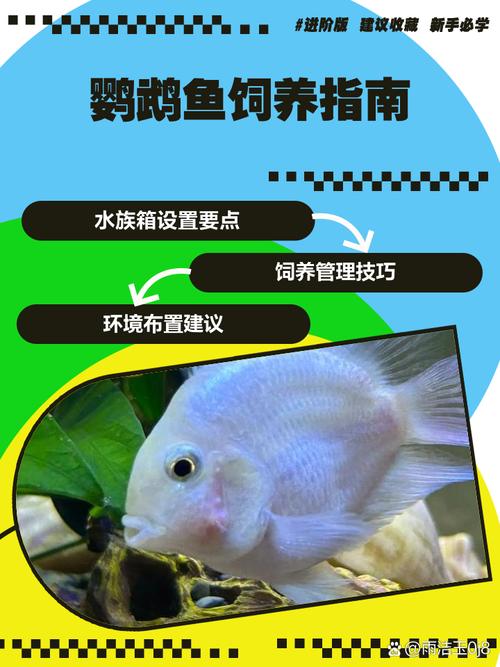 鹦鹉鱼缺氧多久会死缩略图