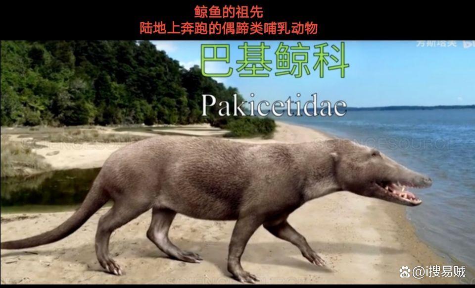 蓝鲸的祖先是谁