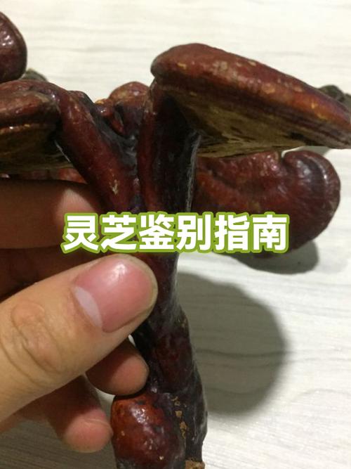 灵芝壮阳吗图标