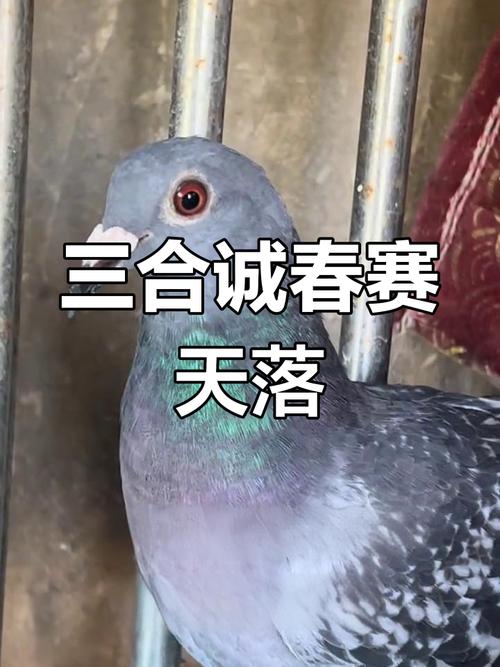 2026广东三合城赛春季鸽章程截图