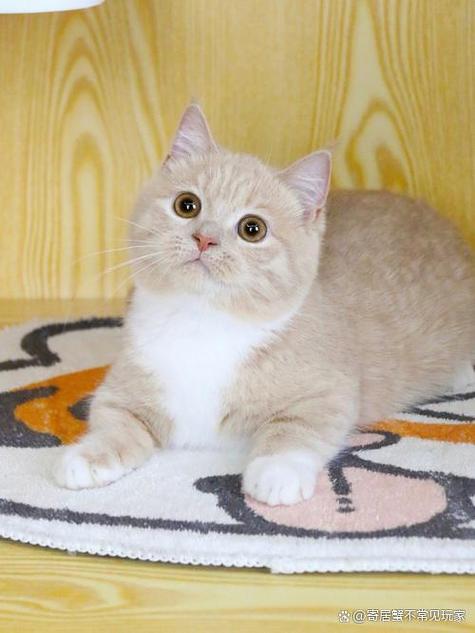 矮脚猫的寿命有多长游戏截图