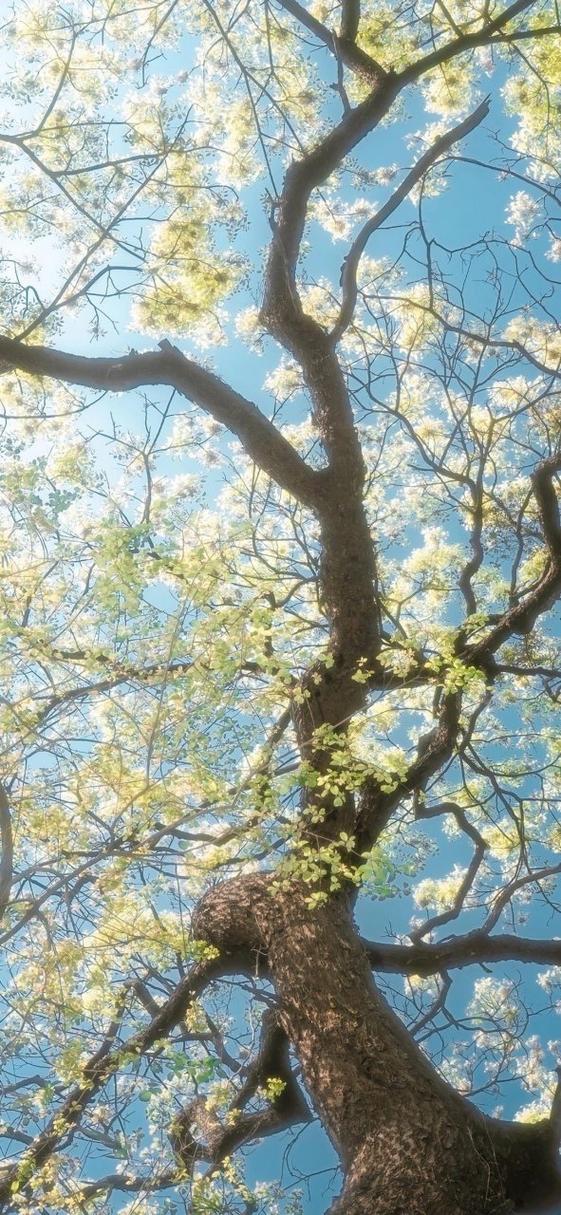 春日限定的意思