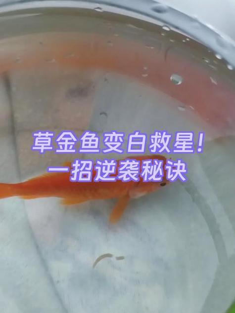 鱼烂身烂尾最有效的药图标