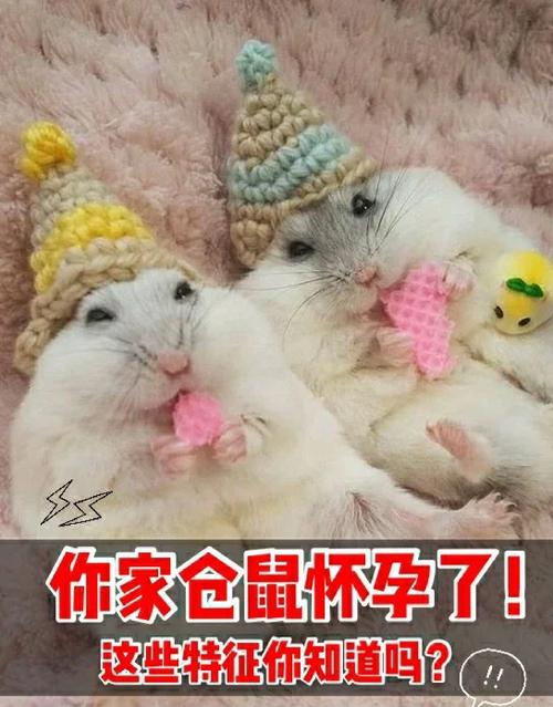 母仓鼠肚子大起来大概几天就会生崽缩略图