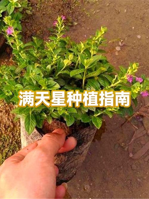 满天星怎么养殖方法截图