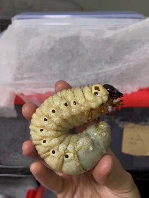 兜虫幼虫截图