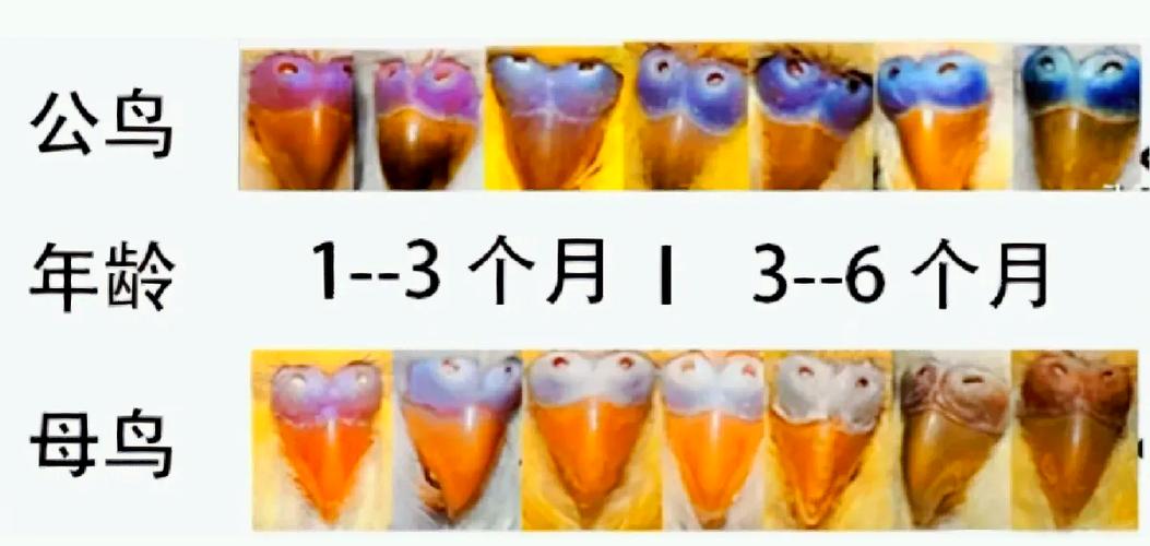 小鹦鹉一年能繁殖几窝