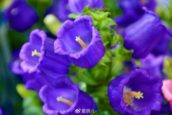 紫风铃花图片大全截图