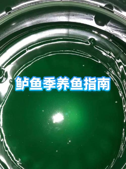 养鱼的最佳时机是哪个季节截图