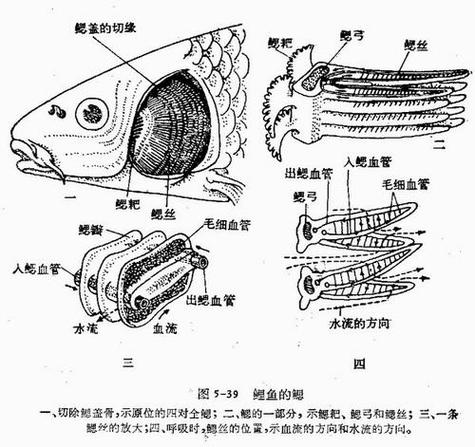 鱼鳃旁边叫什么部位截图