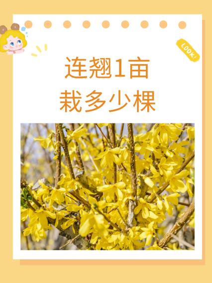 连翘寿命多少年图标
