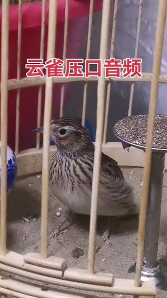 云雀直播截图