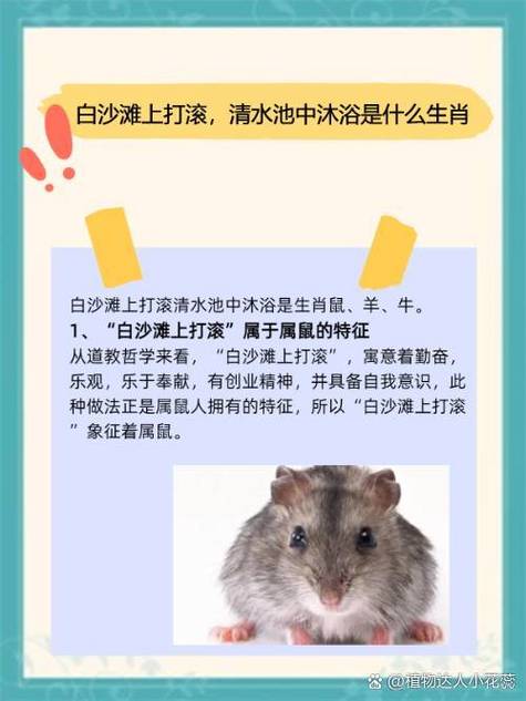 一只笨鼠给花枝鼠洗澡