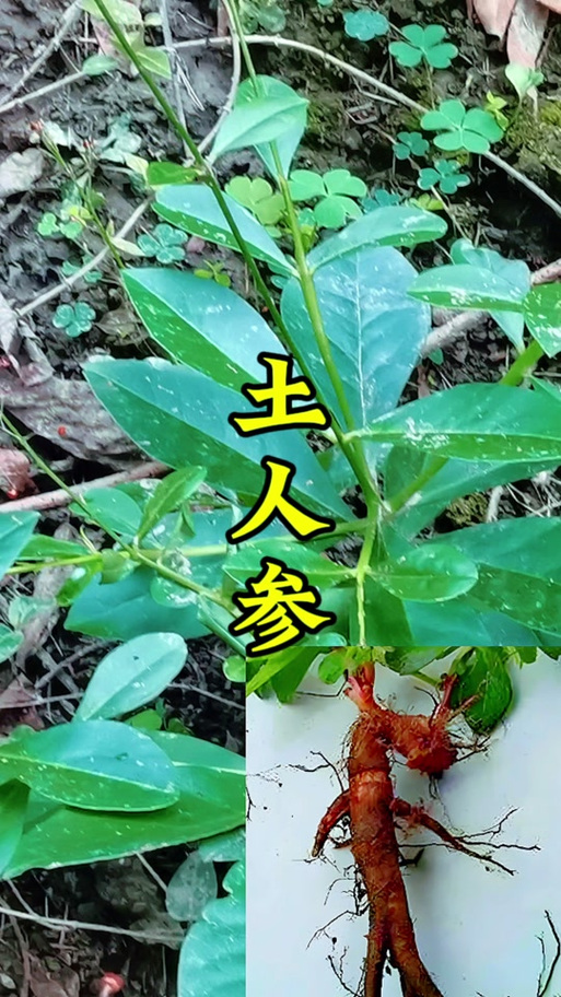 土人参有什么功效截图