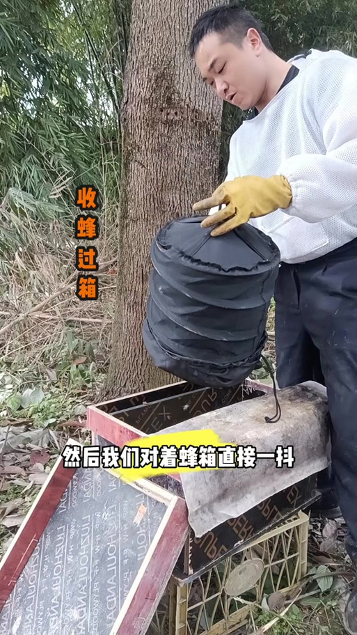 蜜蜂怎么过箱